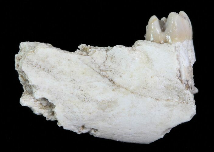 Oligocene Squirrel-Like Mammal (Ischyromys) Jaw Section #70099